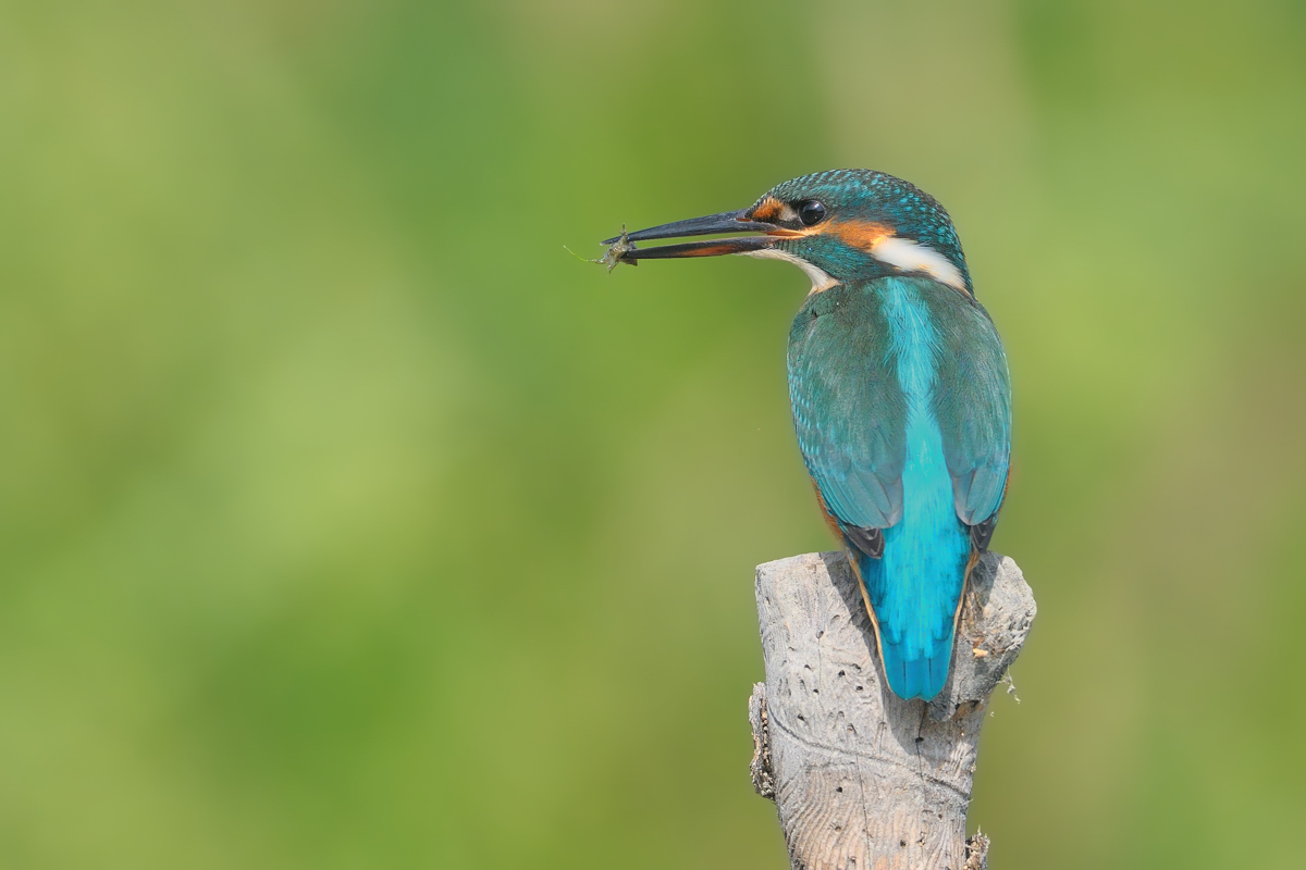 Per fortuna che c''� il martino